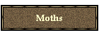 Moths